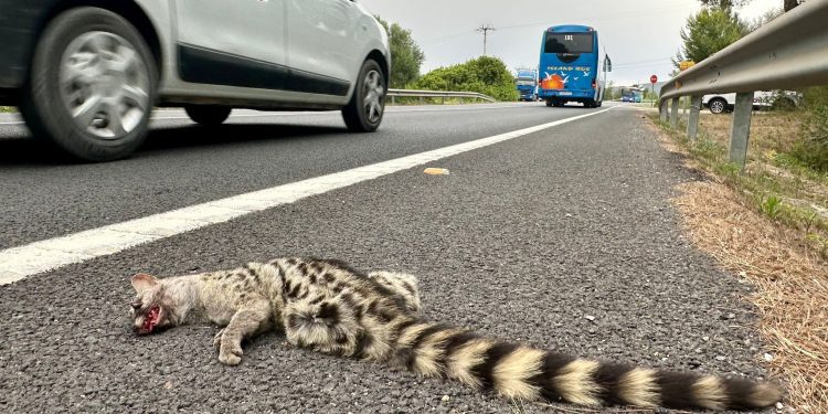 Jineta atropellada, hallada hoy en una cuneta de la carretera de Santa Eulària. Fotos Paco Natera.