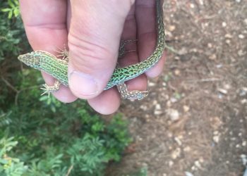 Una lagartija 'salvada' tras atrapar a una serpiente en un terreno. Foto Dean Gallagher