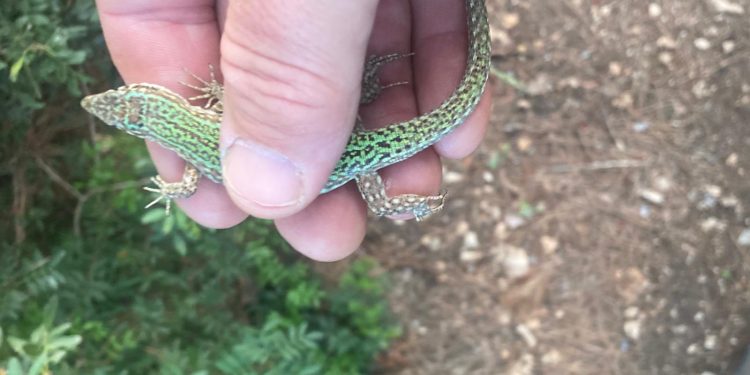 Una lagartija 'salvada' tras atrapar a una serpiente en un terreno. Foto Dean Gallagher