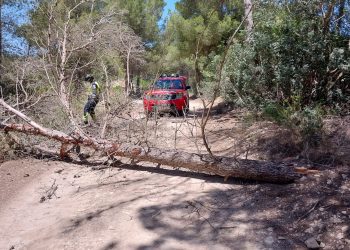 El árbol, de grandes dimensiones, impedía el paso. Foto: Bombers d'Eivissa