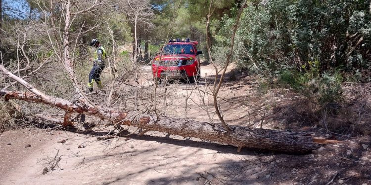 El árbol, de grandes dimensiones, impedía el paso. Foto: Bombers d'Eivissa