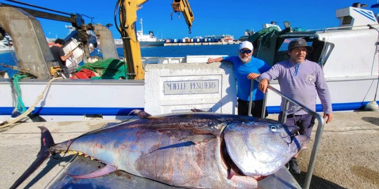 Imagen compartida por Peix Nostrum en sus redes sociales.