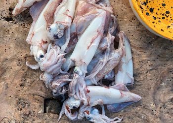 Calamars.