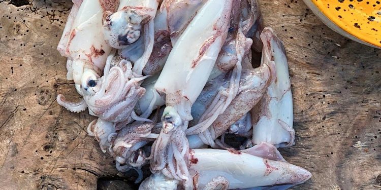 Calamars.