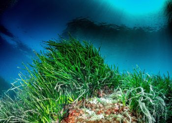 Posidonia oceánica. Foto: Govern balear