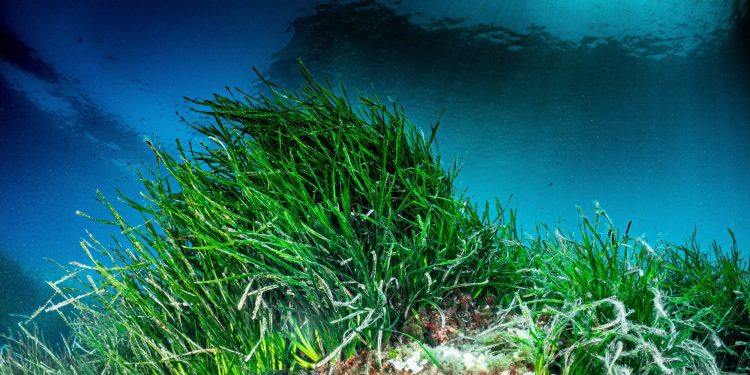 Posidonia oceánica. Foto: Govern balear