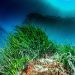 Posidonia oceánica. Foto: Govern balear
