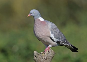 Una paloma torcaz (columba palumbus) en una imagen facilitada por el Consell.