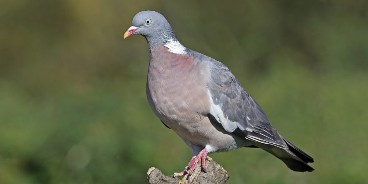 Una paloma torcaz (columba palumbus) en una imagen facilitada por el Consell.