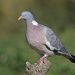 Una paloma torcaz (columba palumbus) en una imagen facilitada por el Consell.