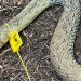 Culebra bastarda capturada en Sant Josep, Ibiza. Sociedad de cazadores de Sant Josep.