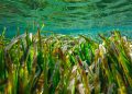 Imagen de posidonia en el mar de Formentera