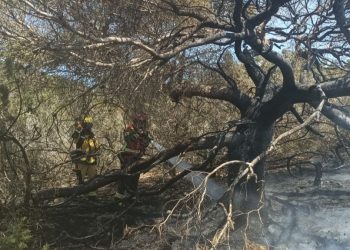 Arboleda afectada por unincendio, en una imagen de archivo del Ibanat.