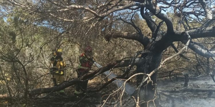 Arboleda afectada por unincendio, en una imagen de archivo del Ibanat.
