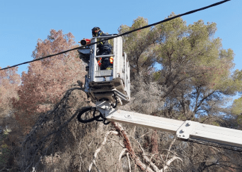 Imagen de los trabajos para retirar el árbol caído sobre los cables. FOTOS: @bombersdeivissa