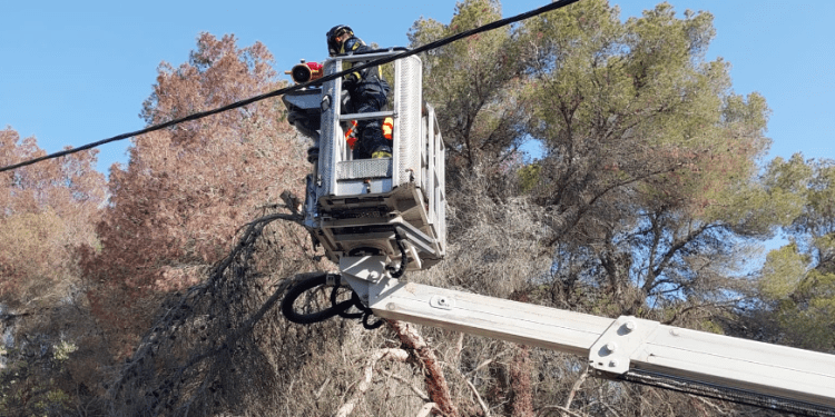 Imagen de los trabajos para retirar el árbol caído sobre los cables. FOTOS: @bombersdeivissa
