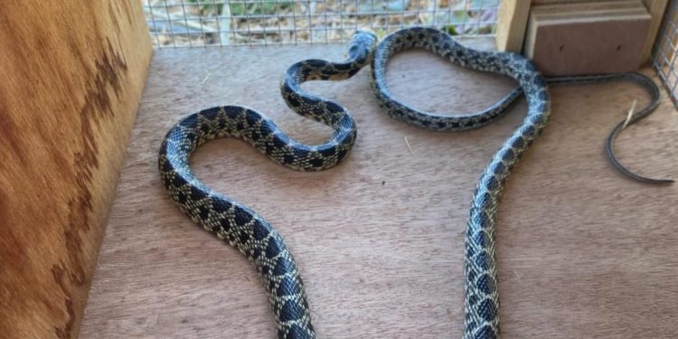 Culebra de herradura. Foto: Govern balear