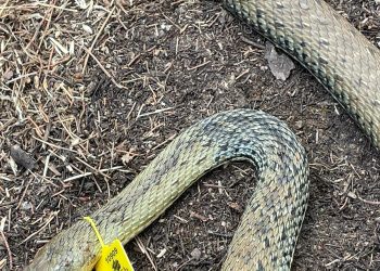 Una serpiente capturada. / Cazadores de Sant Josep