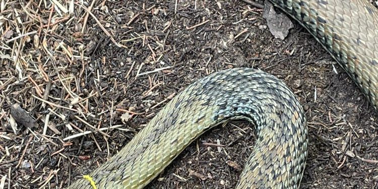 Una serpiente capturada. / Cazadores de Sant Josep