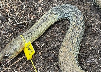 Ejemplar encontrado. Foto: Sociedad de Cazadores de Sant Josep