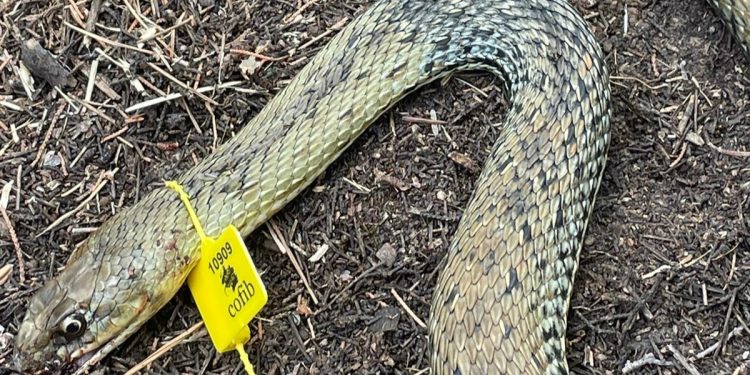 Ejemplar encontrado. Foto: Sociedad de Cazadores de Sant Josep