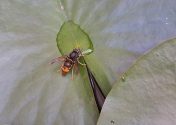 Una avispa asiàtica.