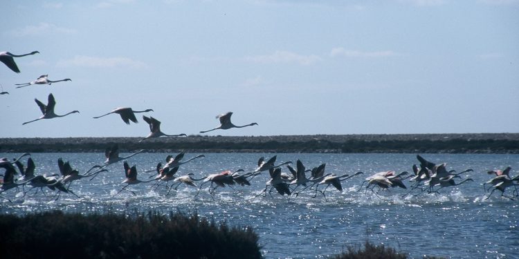 Parque Natural de ses Salines de Ibiza.