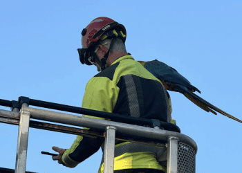 El bombero con el guacamayo ya rescatado. Fotos Bomberos