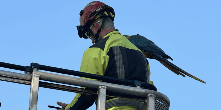 El bombero con el guacamayo ya rescatado. Fotos Bomberos