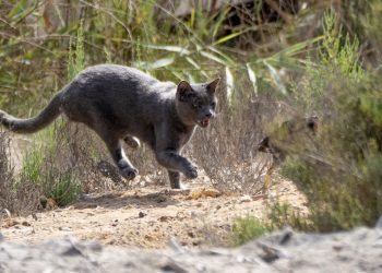 El gato persigue a la gallineta por Ses Feixes de Vila. Imagen cedida por el fotógrafo Rafa Domínguez