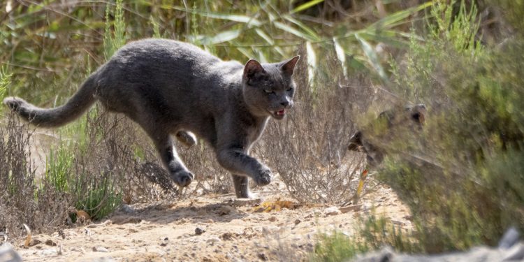 El gato persigue a la gallineta por Ses Feixes de Vila. Imagen cedida por el fotógrafo Rafa Domínguez