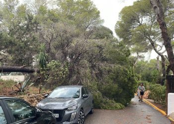 Árbol caído en Cala Vedella. Foto: Bombers d'Eivissa