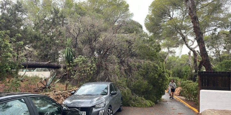 Árbol caído en Cala Vedella. Foto: Bombers d'Eivissa