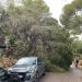 Árbol caído en Cala Vedella. Foto: Bombers d'Eivissa