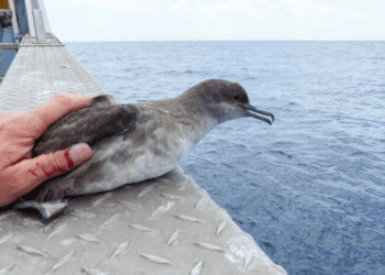 Pardela balear (virot) en una imagen de Seo BirdLife compartida por Moncloa