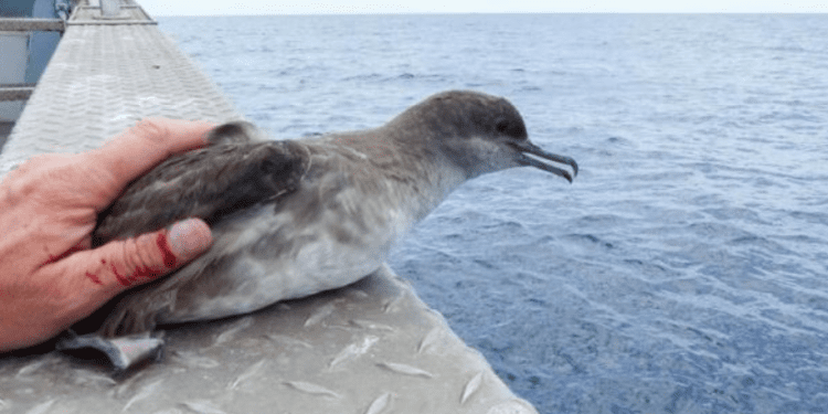 Pardela balear (virot) en una imagen de Seo BirdLife compartida por Moncloa
