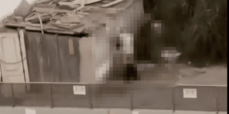 Captura del vídeo subido a redes en el perfil @BenTruman8 con la imagen central pixelada