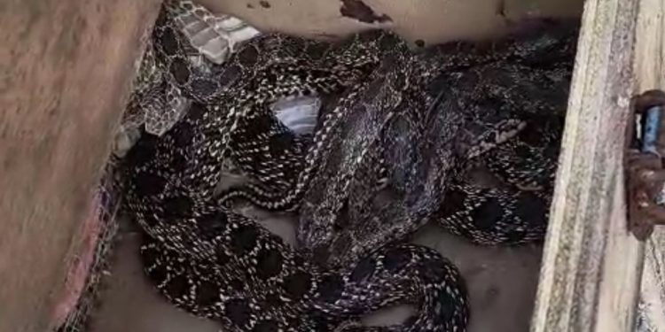 Las tres serpientes, en la trampa. Foto Dean Gallagher cedida