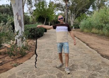 Imagen cedida por Ben Hall con una serpiente de más de metro y medio cazada en la desembocadura del río de Santa Eulària.