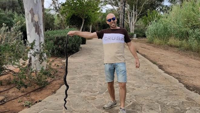 Imagen cedida por Ben Hall con una serpiente de más de metro y medio cazada en la desembocadura del río de Santa Eulària.