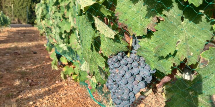 Una viña de Ibiza protegida por una red.