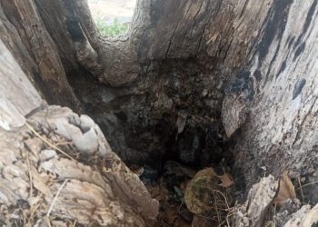 Estado del árbol. Fotos: Ayuntamiento de Santa Eulària