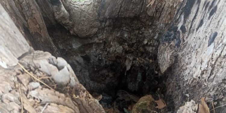 Estado del árbol. Fotos: Ayuntamiento de Santa Eulària