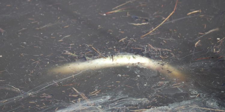 Anguila encontrada muerta en ses Feixes de Talamanca por Fernando Escudero. Foto cedida a Noudiari.