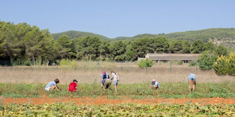 Tha Farm (Can Tanca)