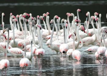 Flamencos en el parque. Imagen de Rafa Domínguez en el libro 'Un passeig per ses Salines' de Balàfia Postals.