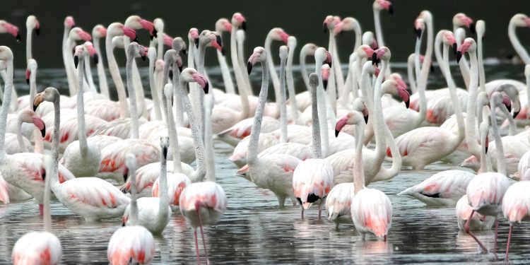 Flamencos en el parque. Imagen de Rafa Domínguez en el libro 'Un passeig per ses Salines' de Balàfia Postals.