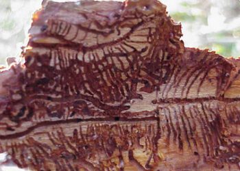 Galerías construídas por los perforadores del pino. Govern de les Illes Balears
Servicio de Sanidad Forestal
Foto: © Luis Núñez