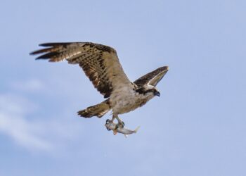 Detalle de la imagen de Paco Natera de un águila pescadora con su presa en el Parc Natural de ses Salines. Fotografía: Paco Natera