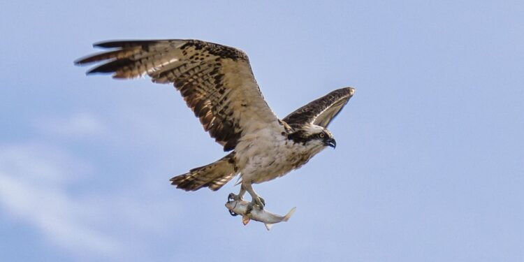 Detalle de la imagen de Paco Natera de un águila pescadora con su presa en el Parc Natural de ses Salines. Fotografía: Paco Natera
